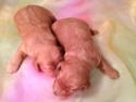 Marley's F1 Mini Goldendoodle Males Born on March 4th 2015, Ready May 2015